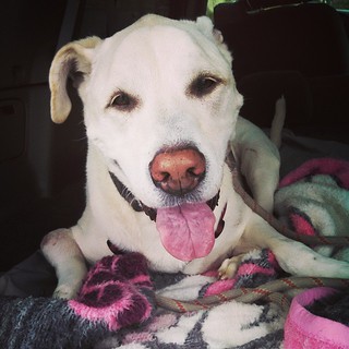 My happy copilot today #dogstagram #happydog #seniordog #carride #ilovebigmutts #ilovemyseniordog #megaesophagus #bigdog #love #instadog #ilovemydogs
