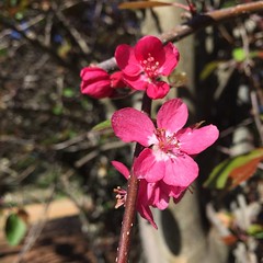 #Flowers of #Spring #RoseHeritageCafe #iPhone6 #iPhoneography #iPhoneographer #instagram #instagramtastic #IgersPerth #IgersPinoy #IgersWestOz #IgersFilipino #PerthLife #JimCaro #PinoyExpat