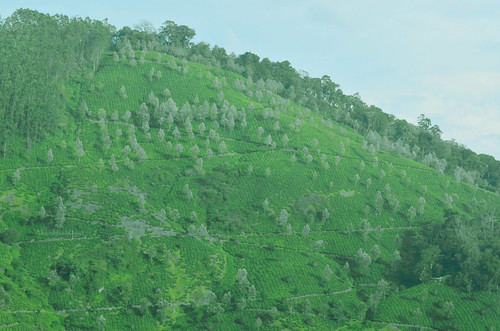 trees sunset green evening tea kerala hills munnar