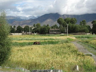 Tibetan farm