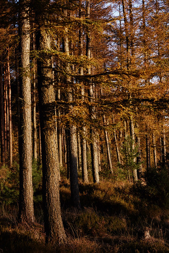 uk autumn trees forest season landscape colours seasonal whitby scarborough autumnal northyorkshire lateafternoon longshadows northyorkmoorsnationalpark canon24105f4 a171 harwooddale canon5dmk3 markmullenphotography