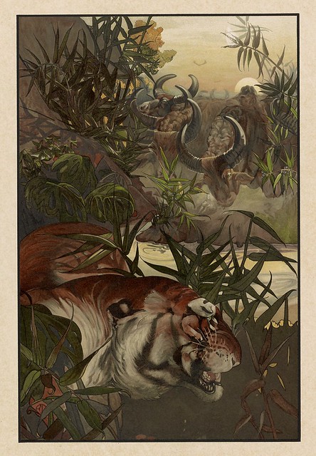 010-Shere Khan en la selva-Sixteen illustrations of subjects from Kipling's Jungle Book-1903 -Library of Congress