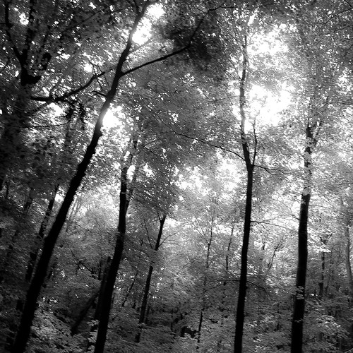 trees light blackandwhite bw blur monochrome forest square landscape blackwhite woods nikon branches dunes dreamy dreamlike saugatuck d5000 noahbw