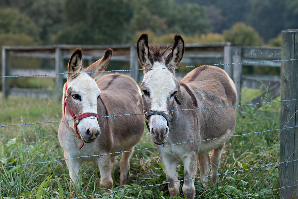 donkeys 2