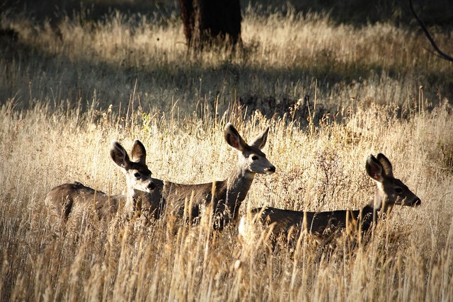 Mule Deer in Rocky Mountain National Park