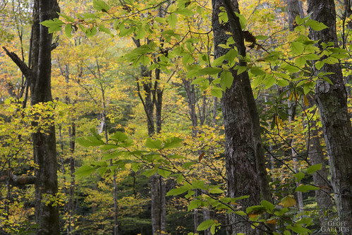 autumn westvirginia appalachia monongahelanationalforest pocahontascounty fallsofhillscreek