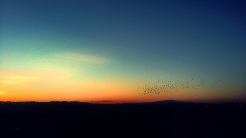 sunset sky france color bird lyon warmth migration costless