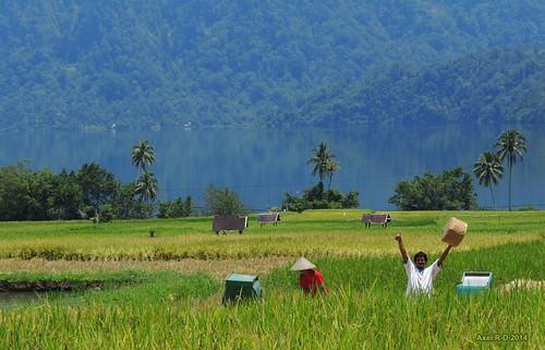 sumatra indonesia champs lac personnes rizières sumaterabaratsumbarwestsumatra lakemaninjaudanaumaninjau