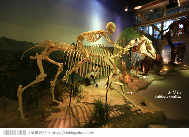 【台南南科景點】樹谷生活科學館～超大的劍齒象化石！有趣又能長知識的博物館！25