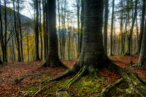 santa autumn leaves foglie alberi forest italia peace maria peaceful pace autunno rosso calma hdr rocca abruzzo bosco 2014 elfo ceppo teramo fiaba incantato fatato bellitalia roccasantamaria