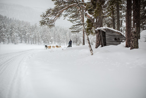 getty photomortenfalchsortland stock winter 2016 snow norway oslo dog dogs sleigh dogsleigh race hike ice fast action sports wanderlust tourism experienceaccentureaccenturediscoverybuskerudcountriesdogsleddogsleddingdogsleigheventsfornebugeiloholitfornebunorwayoslootherkeywordspeoplephotomortenfalchsortlandphotographerseasonssnowsportsstudentsthingstimewinterðð