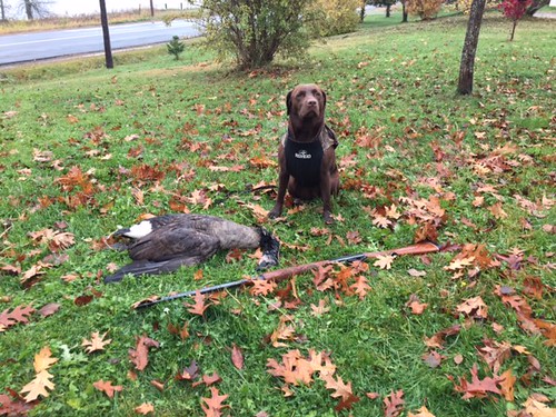 Sadie's first goose retrieve