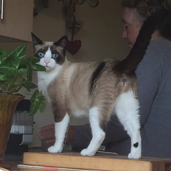 snowshoe cat plush