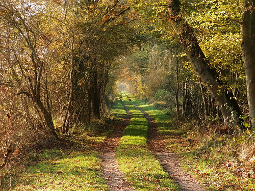 autumn autumncolours naturschutzgebiet inthewoods autumnlight woodpath duvenstedterbrook preservearea nsgduvenstedterbrook