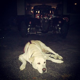 Zeus, aka Chief Crew Dog, is overseeing #legends car work tonight. #dogstagram #instadog #uslegends #racecar #8 #racing #HooliganMotorsports #seniordog #ilovebigmutts #bigdog