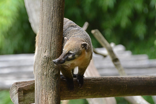 Südamerikanischer Nasenbär im Zoo de La Flèche
