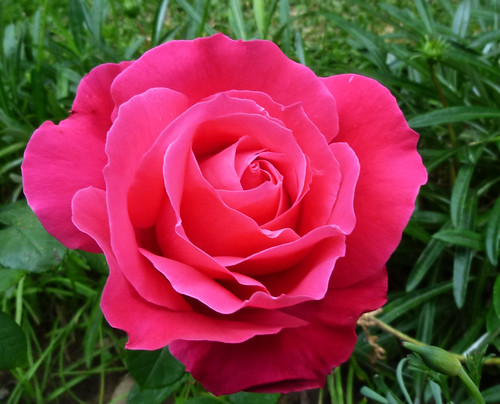 primavera flor rosa mijardín nirene