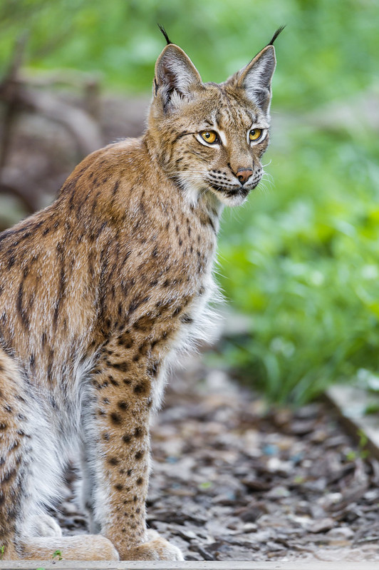 Sitting and posing lynx