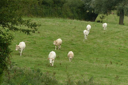 france cows frankrijk koeien baincthun fp1000273