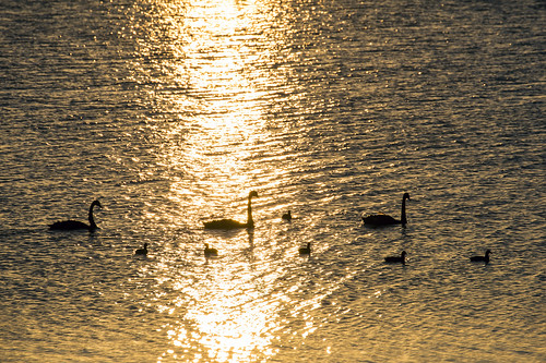 sunset lake birds lakes sunsetsandsunrisesgold