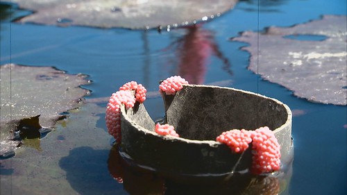 福壽螺的卵攀附在水管上。