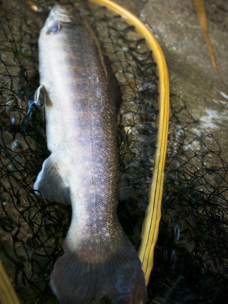 iwana-long tail(H26.9 stream) (1 - 1)