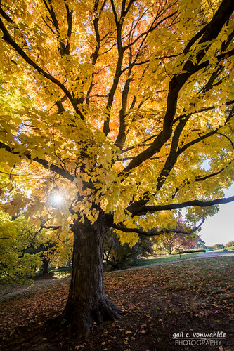 autumn sun tree fall leaves minnesota yellow canon landscape maple arboretum mn starburst 60d vonwahlde