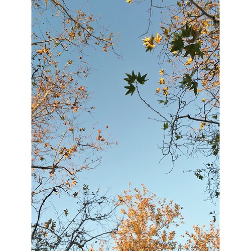 morning autumn trees sky leaves sunrise square golden pretty exploring sycamore squareformat deciduous iphoneography instagramapp uploaded:by=instagram