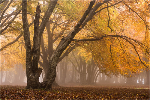 italy nature fog landscape 50mm nikon scenery san italia raw natura severino monte autunno colori marche paesaggio macerata vicino naturale riserva nebia faggi d7100 canfaito