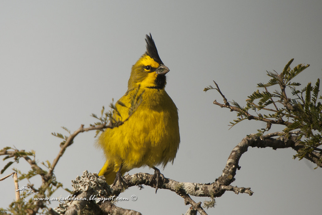 Cardenal amarillo (Yellow Cardinal) Gubernatrix cristata