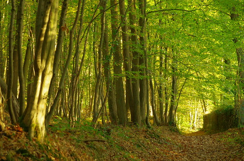 trees france automne landscape pentax paysage forêt valléedechevreuse mérantaise boisdaigrefoins