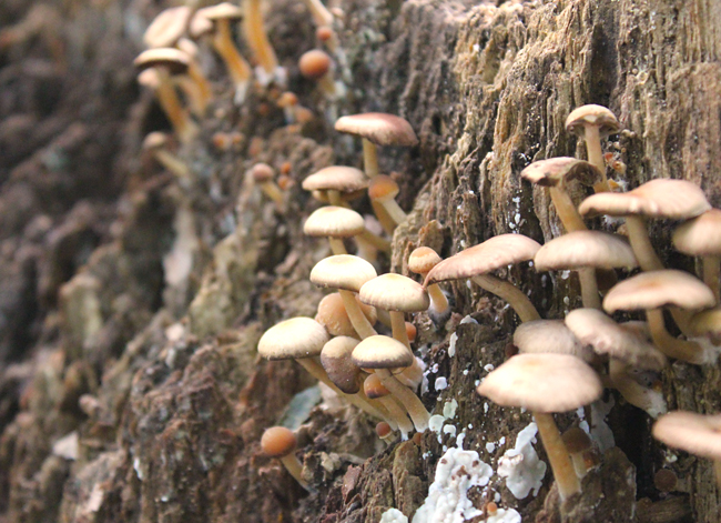Mushrooms Amersfoort 2014