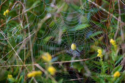 westvirginia tuckercounty parks stateparks westvirginiastateparks canaanvalleystatepark animals smallanimals spiders cobwebs waterdroplets september2014 september 2014 canon702004l