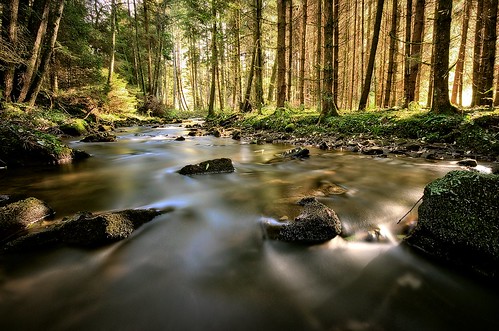 trees sunlight forest stream natur bach wald nd1000 nd30 wildstream