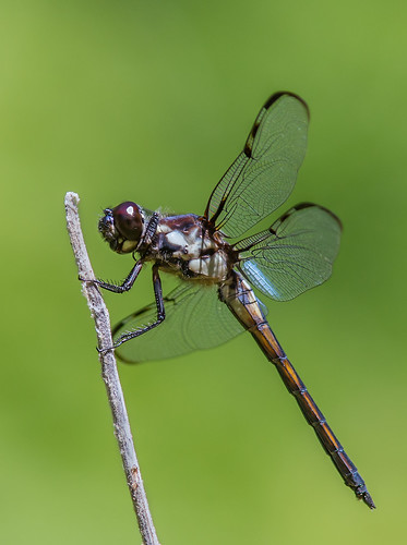 dragonflies dukeforest odes