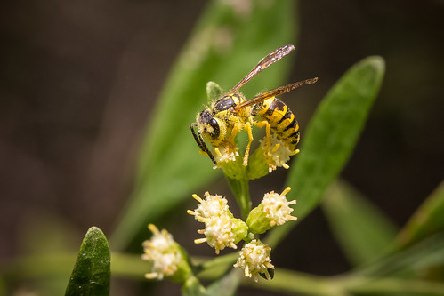 flower wasp bee grasshopper canon6d