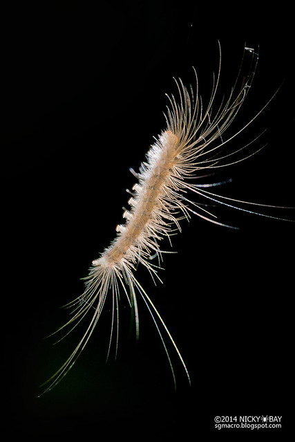 Caterpillar with back lighting - DSC_6840
