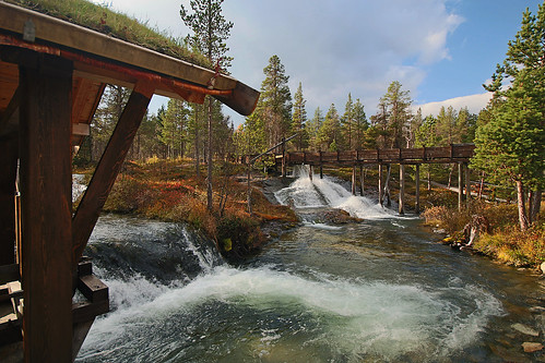 autumn water norway pine river waterfalls openairmuseum haust pineforest pinus pinaceae lesja bjorli oppland sagelva