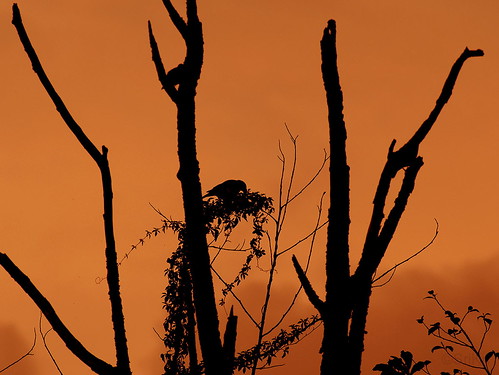 india nature silhouette bangalore munnar ind