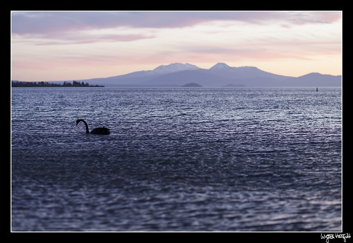 sunset newzealand lake water roadtrip taupo blackswan