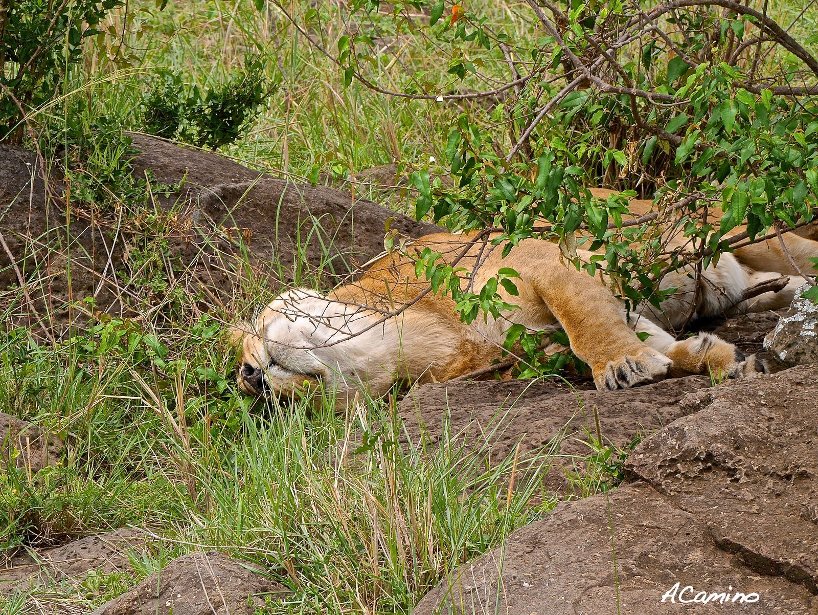 2º safari en el Mara: Hipos, Leones, Leopardos, hienas, jirafas, puesta de sol - 12 días de Safari en Kenia: Jambo bwana (24)