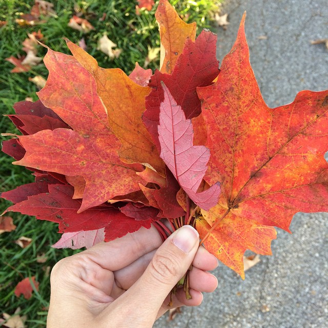 Collecting fall leaves. I love the red ones!