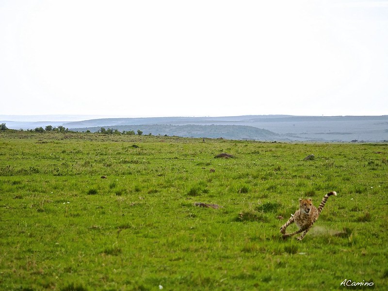 12 días de Safari en Kenia: Jambo bwana - Blogs de Kenia - Gran dia en el M.Mara viendo cazar a los guepardos (55)
