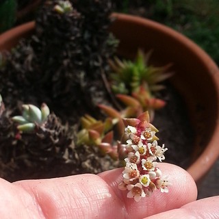 First time I've seen this one bloom! #succulentsunday #flowers