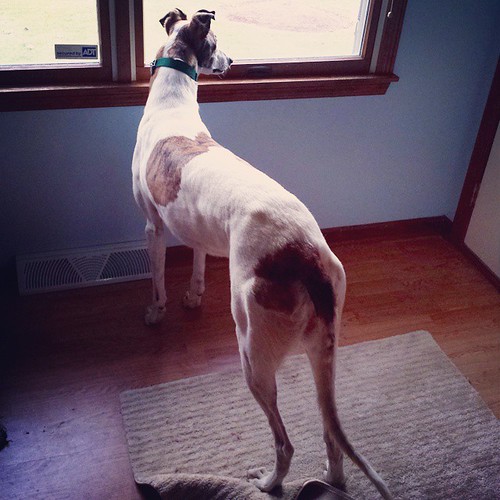 Cane watches The Wife leave for work. #Cane #DogsOfInstagram