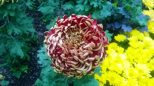 Chrysanthemum Maroon