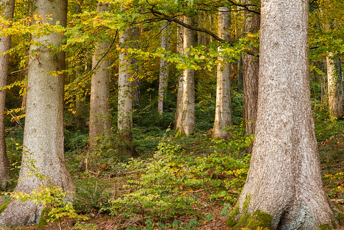 wood autumn trees tree nature forest switzerland bark trunk trunks deciduous wald bäume baum rinde contemplation baumstämme clipped schnitzler balgach balgerwald