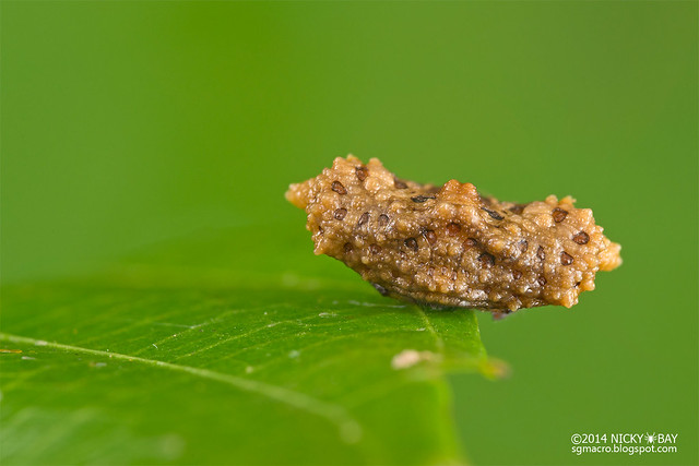Bird dung spider (Pasilobus sp.) - DSC_8148