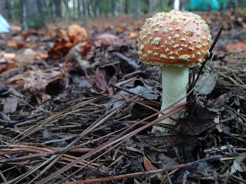 FDR State Park Mushroom #1