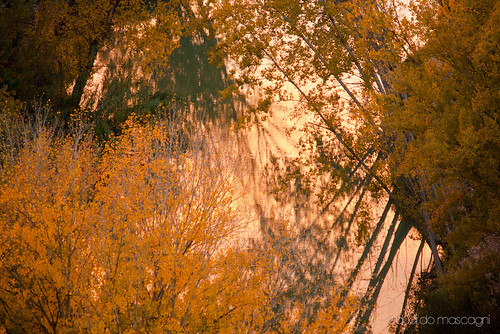 rio otoño reflejos dorado reflects